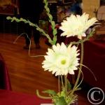 gerberas en cube