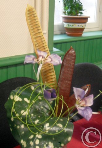 graines de flamboyant du Sénégal 2