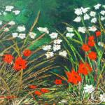 Fleurs de grenouilles